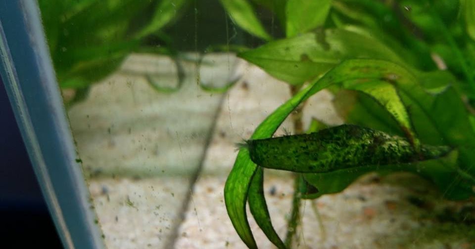 algae bestrijden