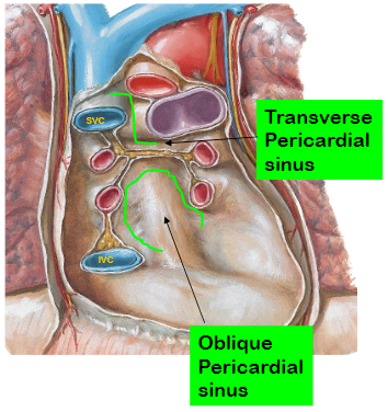 Cvs Ii Pericardium Heart Group D