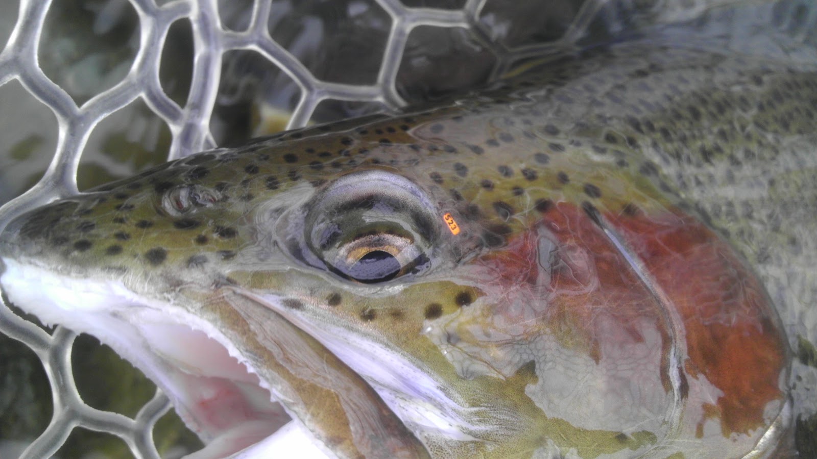 Colorado Fly Fishing 04/15/12 Blue River in Silverthorne