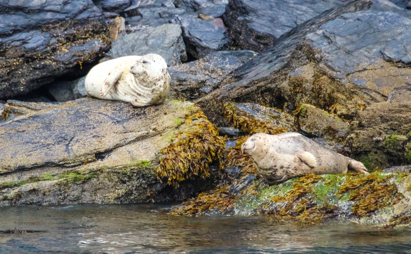 Cannundrums Eastern Pacific Harbor Seal Kenai Peninsula, Alaska