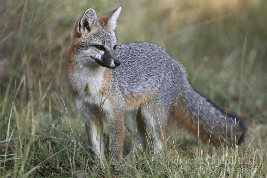 Animals Of The World Gray Fox