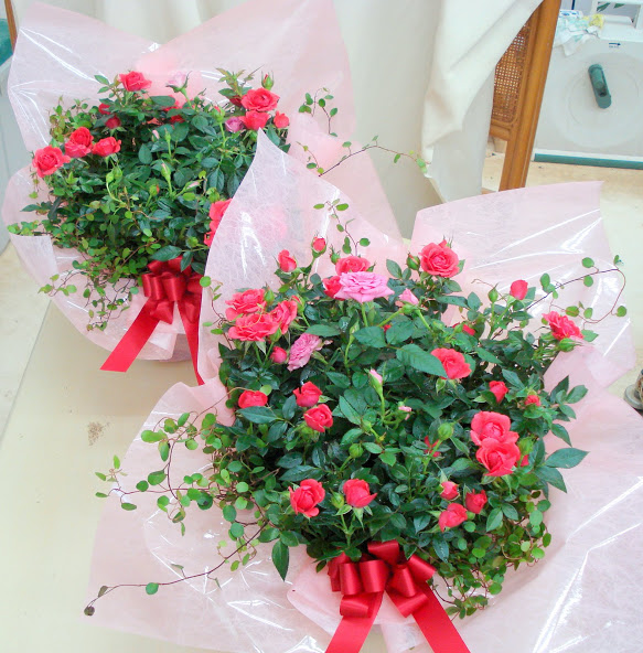 母の日に鉢植えのカーネーションを安くお得に贈る方法と良いカーネーションの選び方 管理方法や育て方について Aliexpressで買ったもの