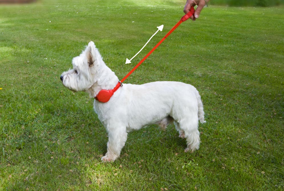 The Doddle allinone Dog Collar & Lead Australian Dog Lover