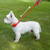 The Doddle all-in-one Dog Collar & Lead