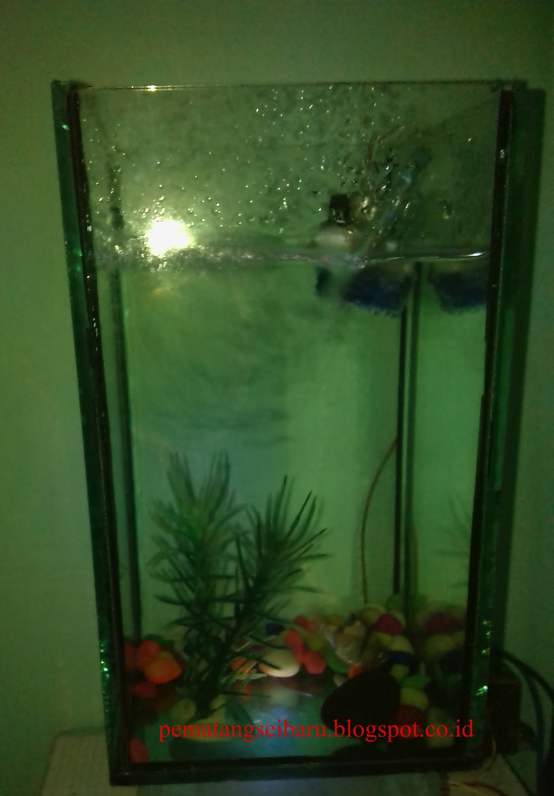 Most Wanted Cara Memasang Filter Aquarium Yg Benar Paling Populer