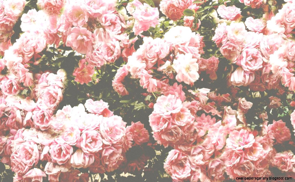 Light Pink Flowers Tumblr