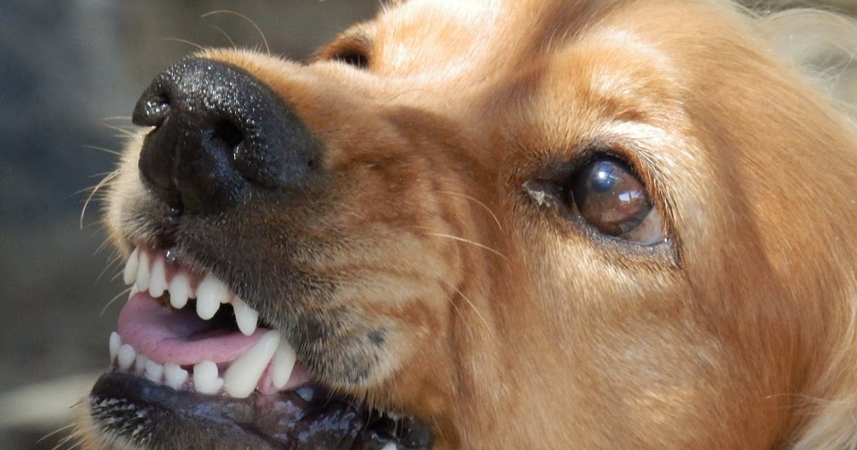 Pets Behaving Badly Solutions with Dr Kate Lead Reactivity Part 2