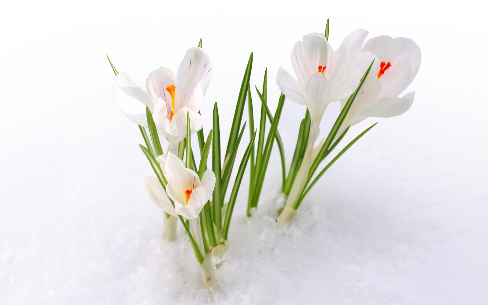 29 lente wallpapers met bloemen - Achtergronden