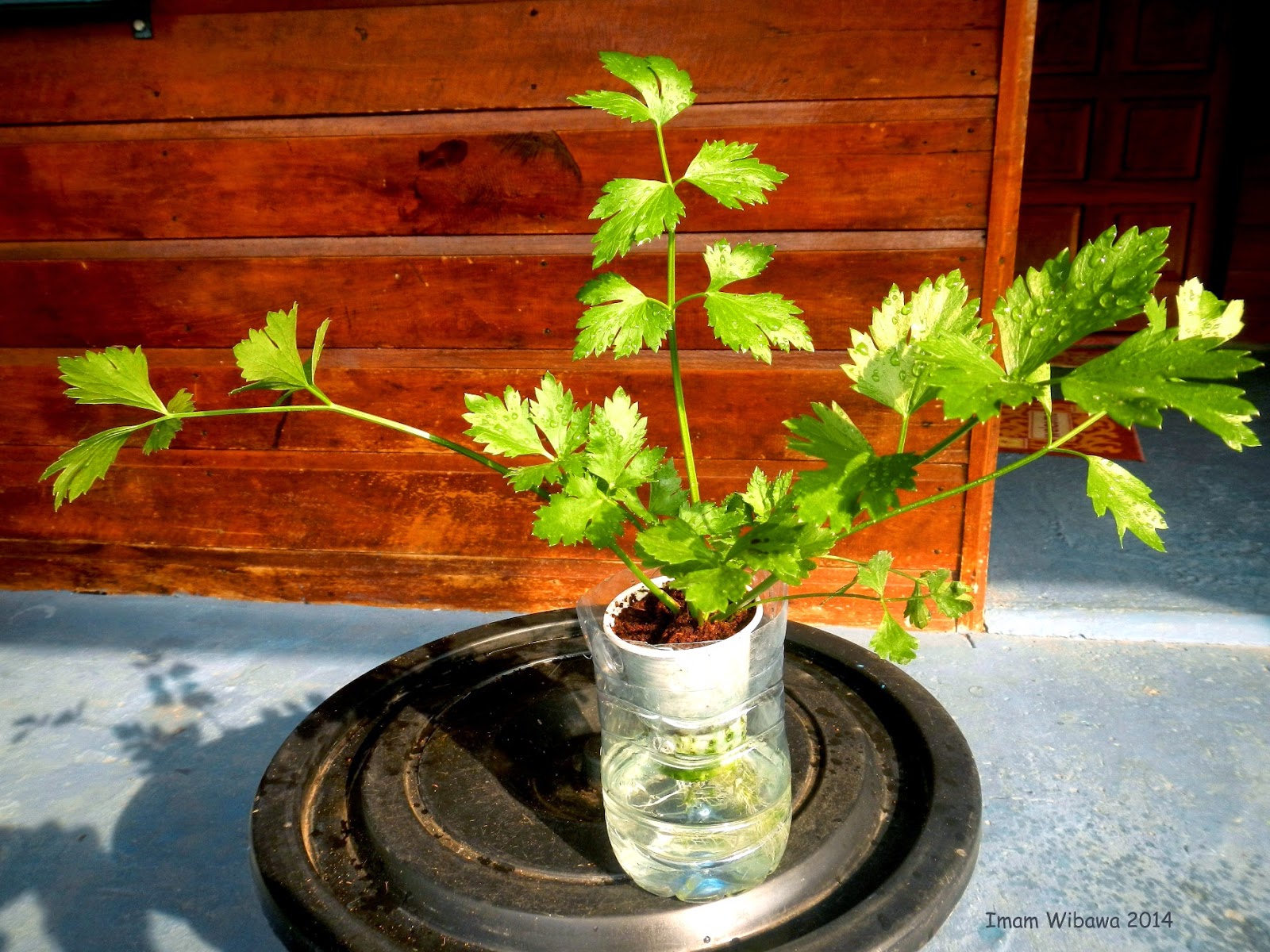 Hidroponik: Budidaya Tanaman Seledri Hidroponik Dari Tunas Anak