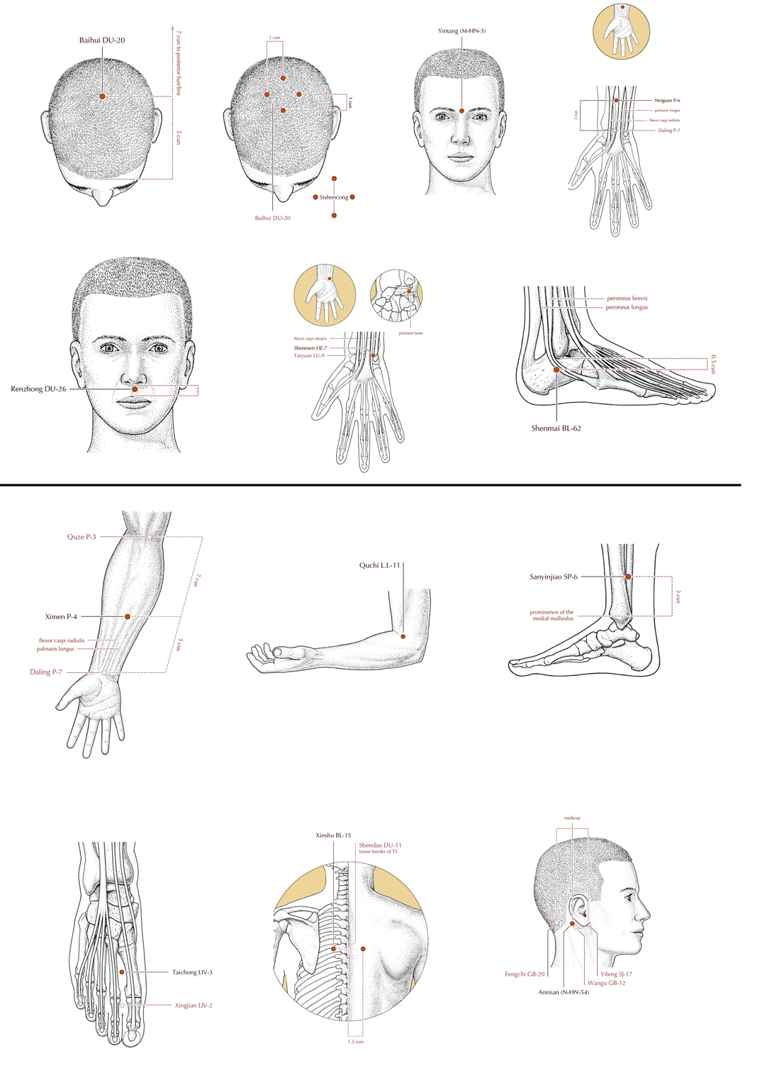 Acupuncture Masters Acupuncture Point Location for Jacksonian Fits