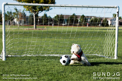Copyright 2012 Sundog Pet Photography. All Rights Reserved.