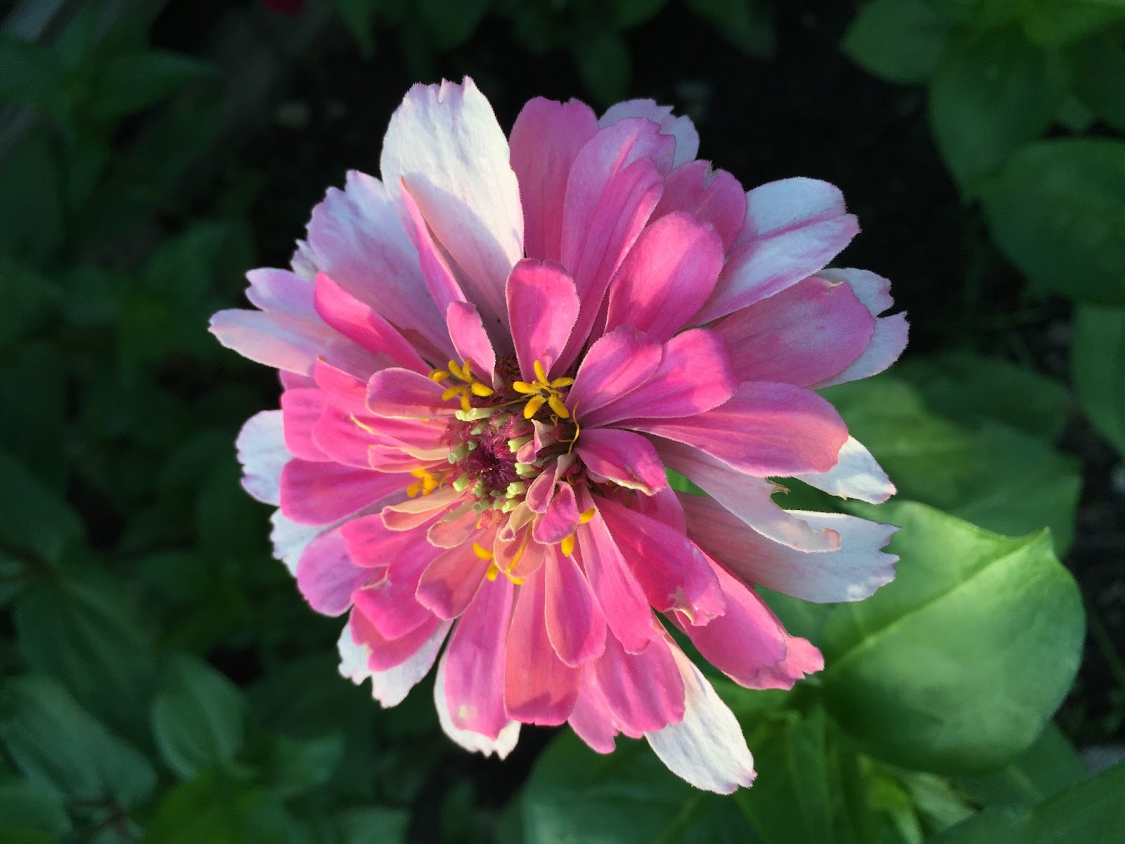 The Summer of Zinnias