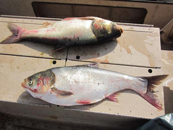 silver carp fish, silver carp fish farming, silver carp fish farming business, commercial silver carp fish farming, commercial silver carp fish farming business, how to start silver carp fish farming, starting silver carp fish farming business, guide for silver carp fish farming, silver carp fish farming business guide