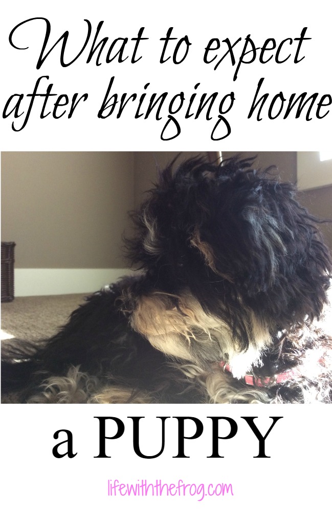 kissing the frog What to expect after bringing home a puppy