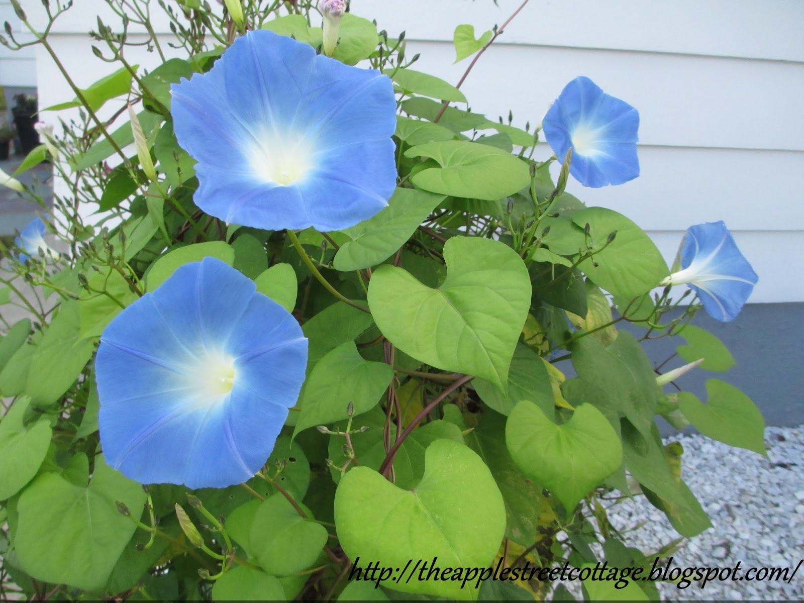 Morning Glory Secret