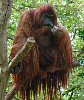 Gambar orangutan
