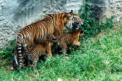 Tempat Objek Wisata Kebun Binatang Bukittinggi Sumatera Barat (Sumbar)