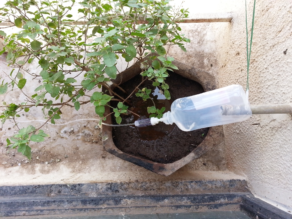 DIY Drip Irrigation System Made Using IV Bottle and Tube