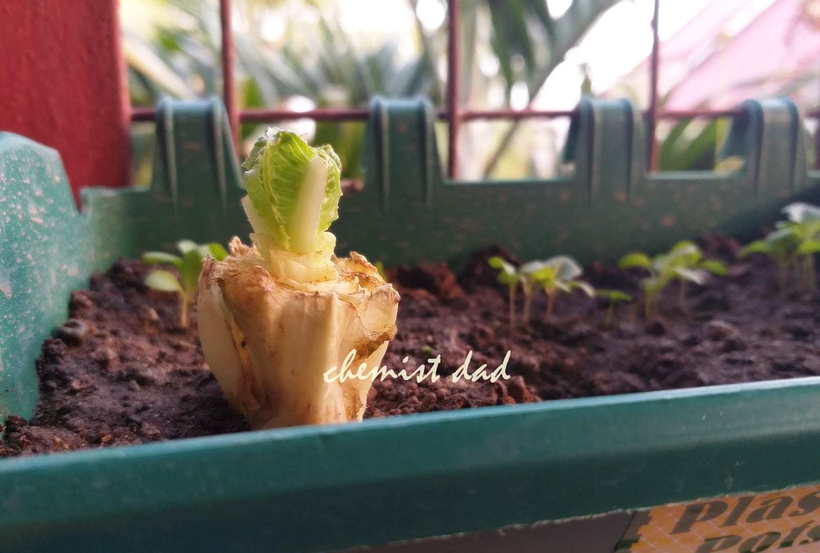 Urban Gardening How to Grow Lettuce from Stalk