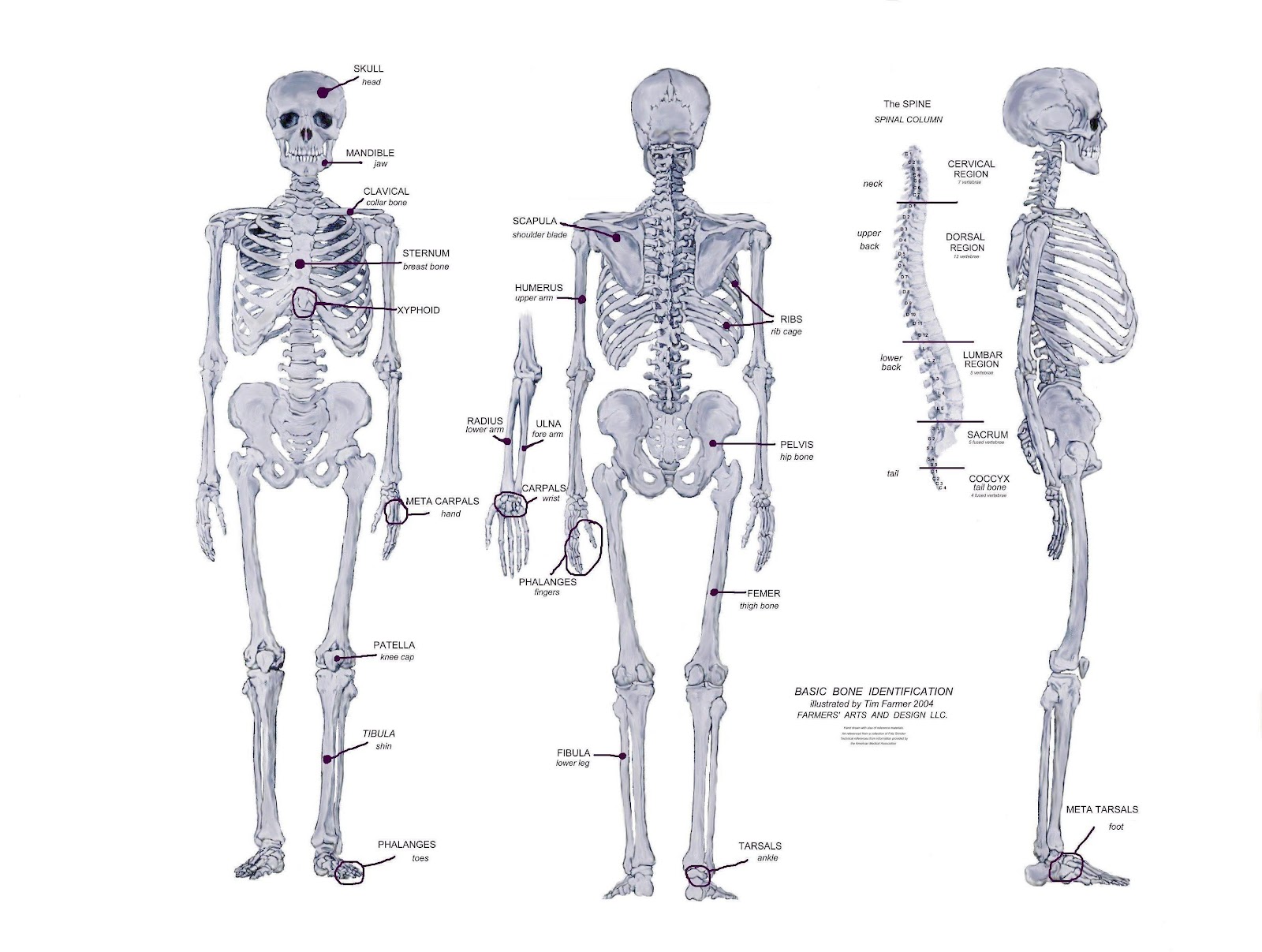 Parts Of The Body Bones Viewing Gallery - vrogue.co