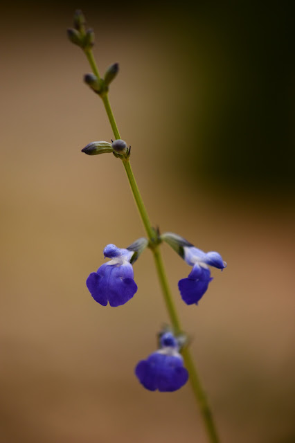 Salvia reptans, grass sage, southwest native plants