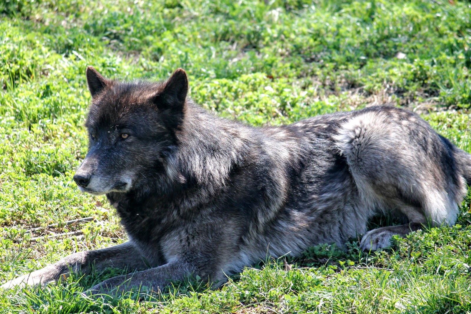 Lacing up my hiking boots A view of the wolves in southeast Michigan