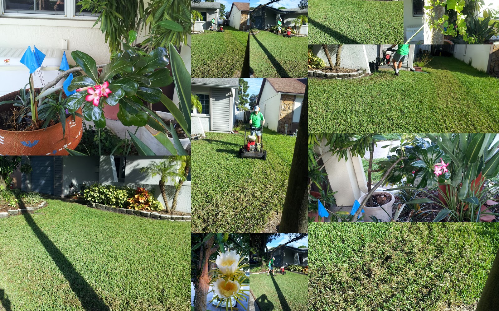what is verticutting what is thatch and why remove it what is thatch
