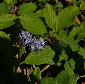 Future Plants By Randy Stewart Ceanothus