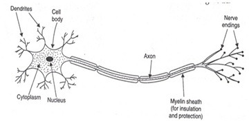 Neurons - मनुष्यों में नियंत्रण और समन्वय