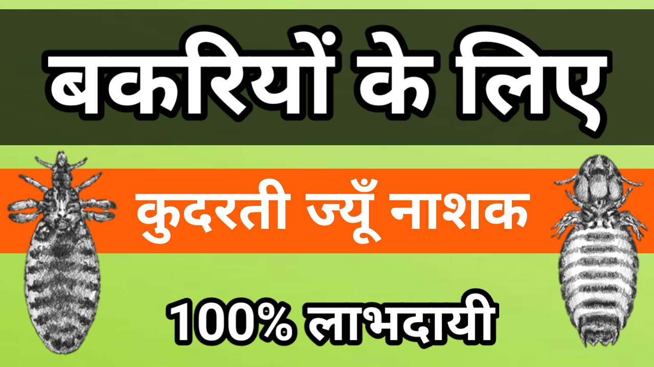 Natural Lice Removal Treatment For Goats (Hindi) Goat Farming