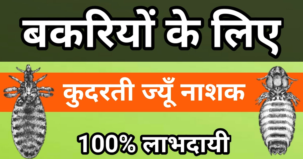 Natural Lice Removal Treatment For Goats (Hindi) Goat Farming