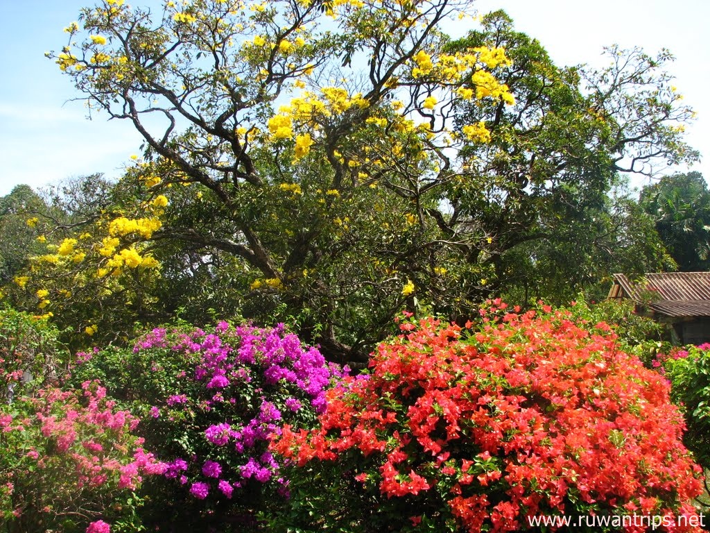 Растения шри ланки. Шри Ланка Ботанический сад Канди. Королевский Ботанический сад Шри Ланка. Ботанический сад Перадения Шри Ланка. Королевский Ботанический сад Шри-Ланка Канди.