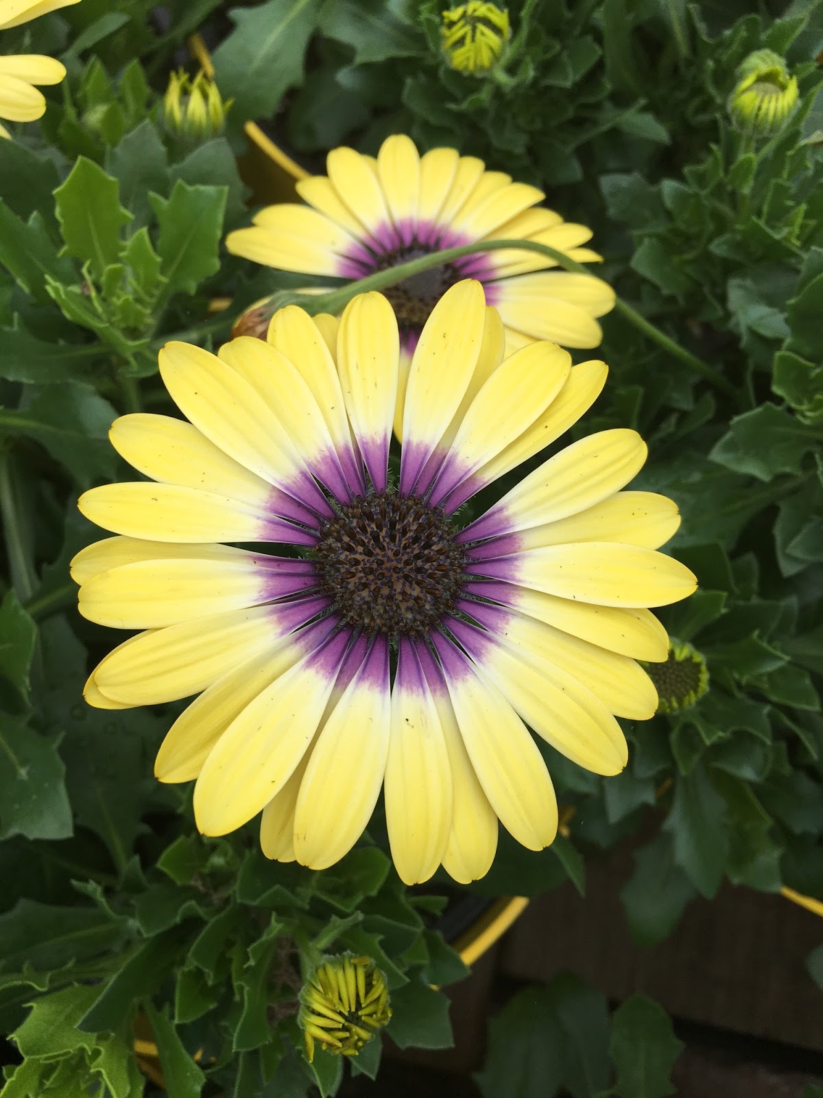 Top Ten Flowers for Summer Color Our Good Life