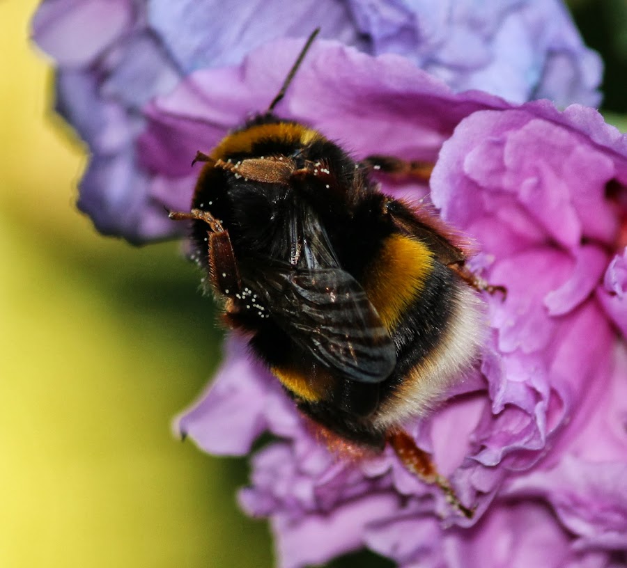 BOMBUS TERRESTRIS