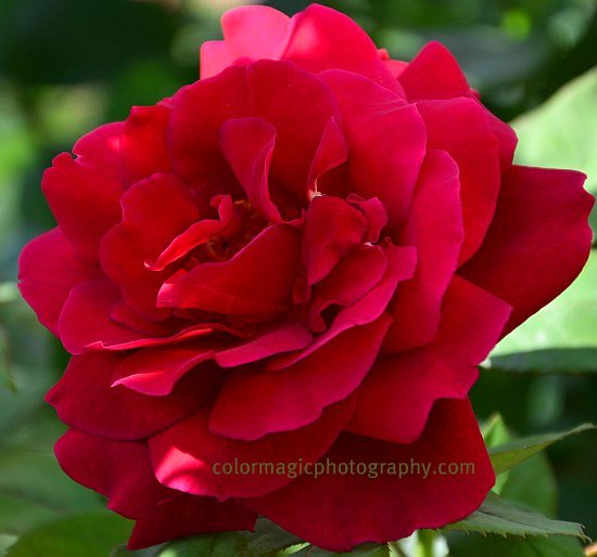 Red rose-closeup
