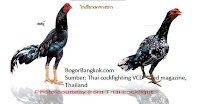 Gambar Ayam Bangkok Jenis Ayam Jago dan Betina