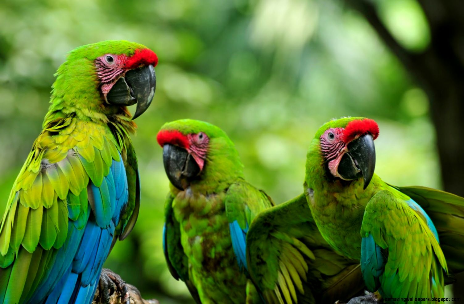Real Rainforest Animals | Wallpapers Gallery