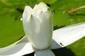 A belezas do Jardim Botânico