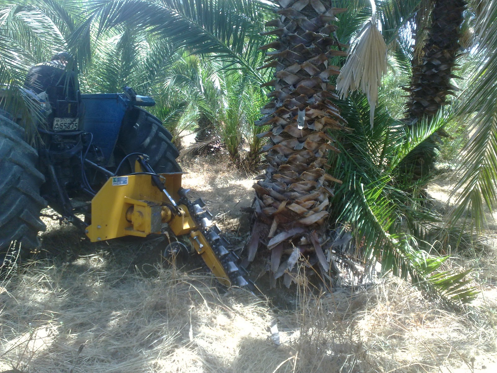 ΦΥΤΩΡΙΑ ΔΕΛΤΑ NURSERIES DELTA TREES LTD ΦΟΙΝΙΚΑΣ ΦΥΤΑ ΟΥΑΣΙΓΚΤΟΝΙΑ Η