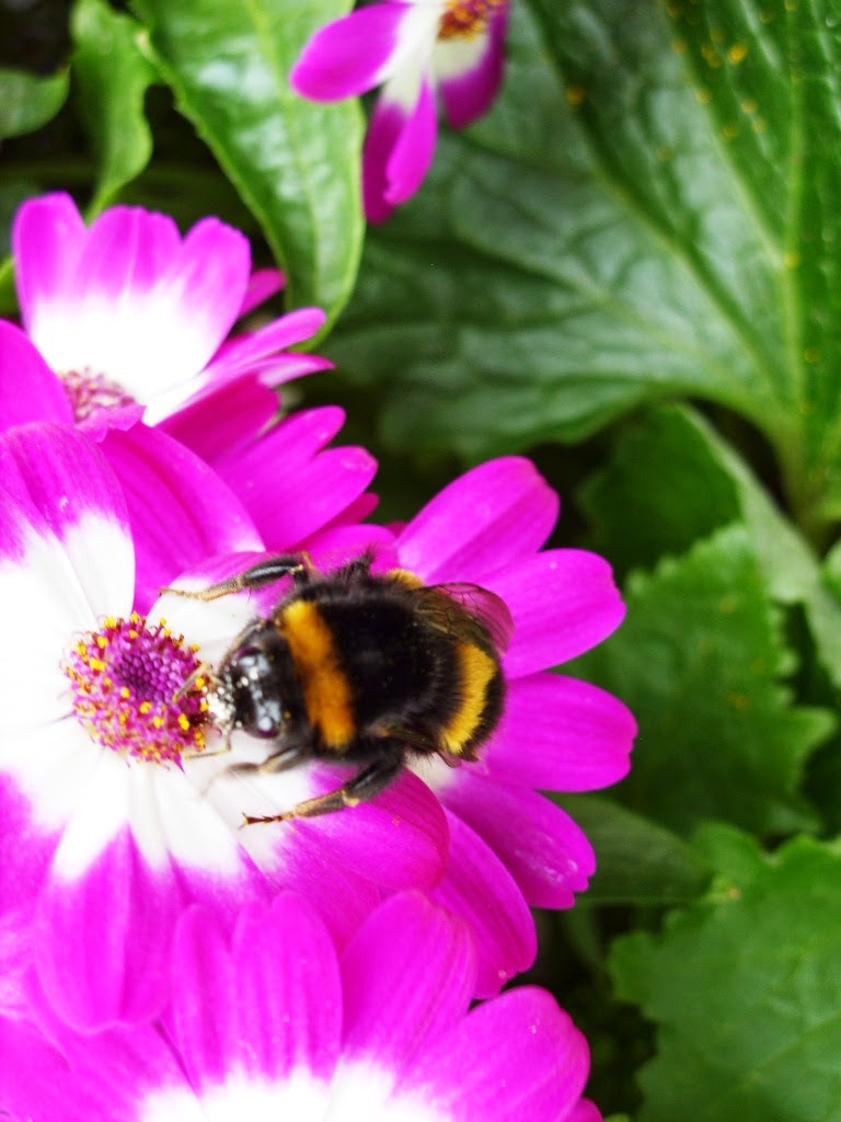 kelli-s-northern-ireland-garden-what-colour-flowers-do-bees-prefer