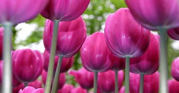 Cara Menanam Bunga  Tulip  di Indonesia Gambar  Bunga 