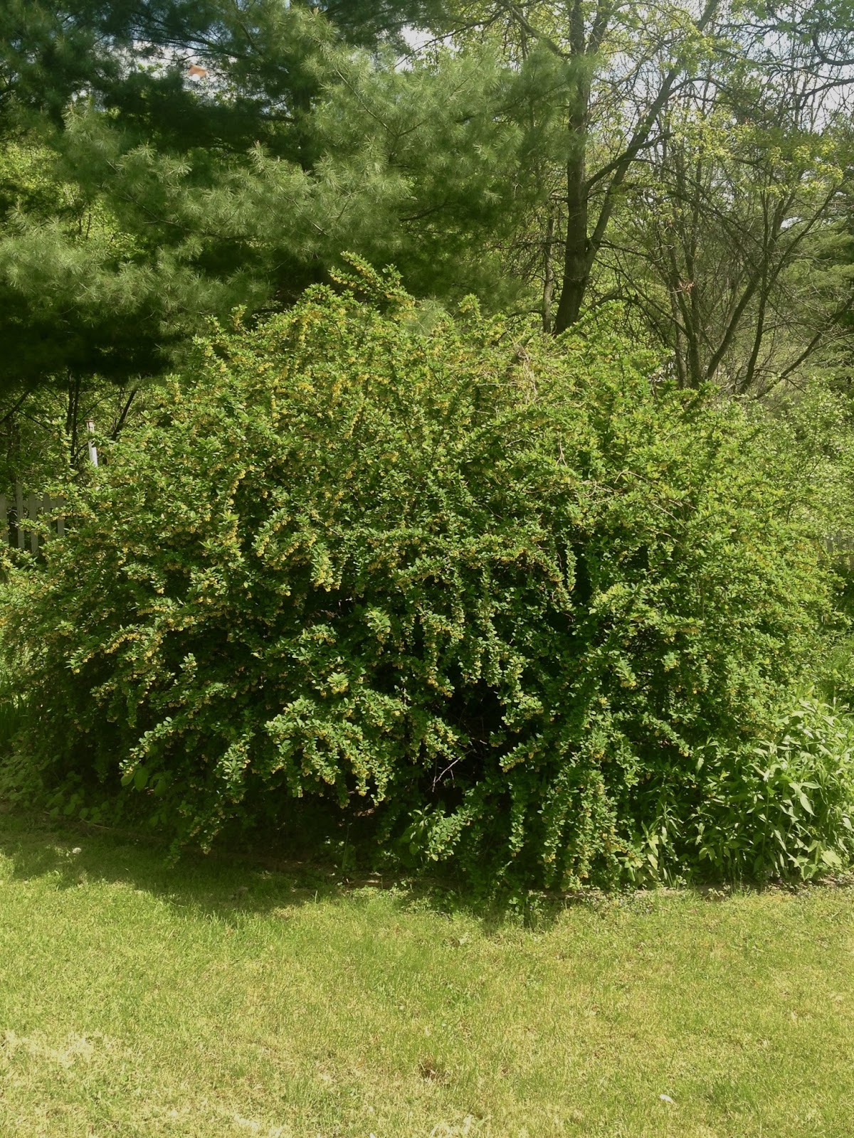 1001+ Flowering Shrubs That Stay Green In Winter Gratuit Photoeva