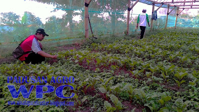 padusan agrowisata di mojokerto