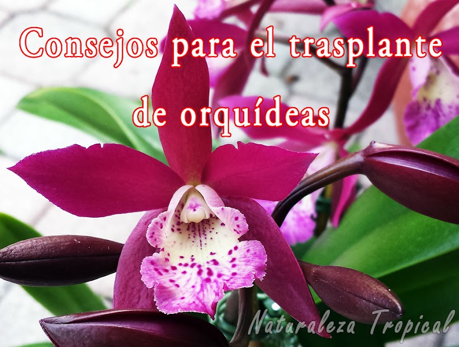 10 Consejos esenciales a tener en cuenta para trasplantar orquídeas
