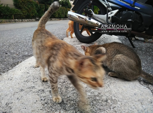 kucing, cik puteri dan kucing, didik anak sayangi haiwan, tips ajar anak suka kucing,