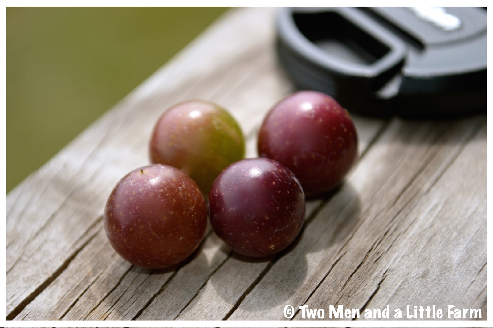 HOw To MUSCADINE GRAPE SURPRISE