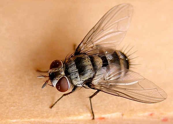 gambar hewan - gambar lalat