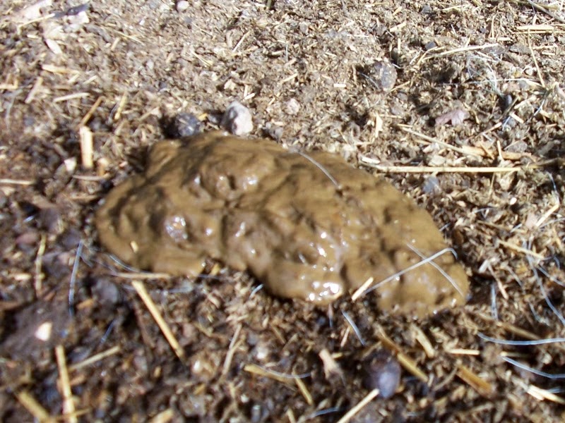 Why Is Goat Poop Round Balls at Carlos Jones blog