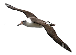 albatross flying bird transparent laysan background michelson freeiconspng checked periodically yes during