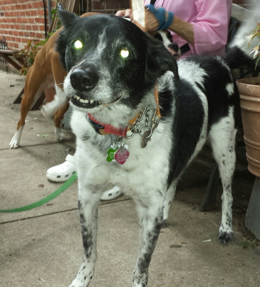 Blind Dog Rescue Alliance Owner Surrenders Scout Unknown